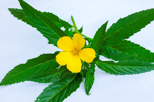 beautiful yellow damiana flower with green leaves is used for medical purpose 