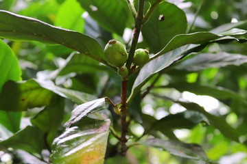 Coffee plants with green fruits taken on the seychelles