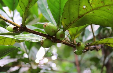 Coffee plants with green fruits taken on the seychelles