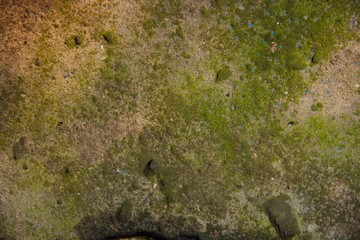 green moss texture and background