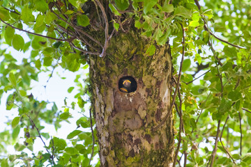 Hungry young birds look out of the nest.