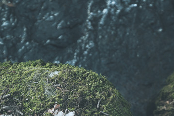 detailed moss