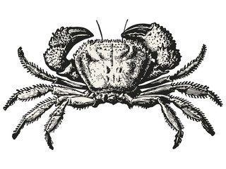 Crab hand drawn vector illustration