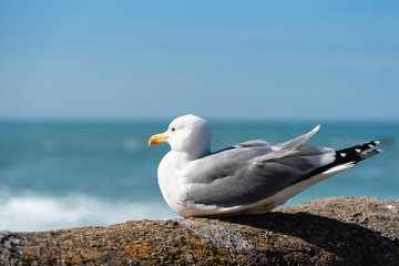 Seagull staring at the sea. Biarritz, Basque country of France.