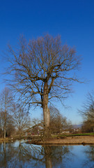 Fototapeta premium öffentlicher Park von Schloss Favorit, am See in Förch mit hohen Bäumen