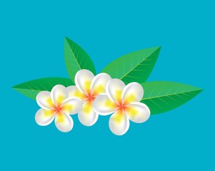 frangipani flower on white background