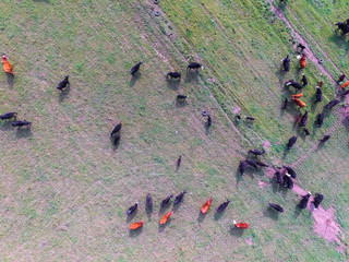 Beef production ,natural grass, Pampas, Argentina