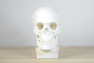 Obraz premium anatomical plaster skull, bust, sculpture on the light background on the table