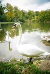 フランスの白鳥