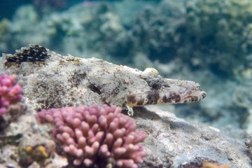 crocodilefish