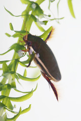 Diving beetle among water plants in pond