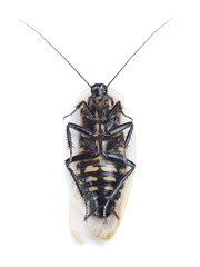 Dead cockroach isolated on white