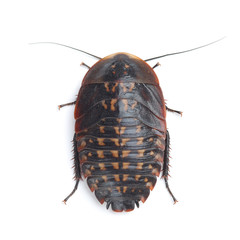 Larva of Death's head cockroach (Blaberus craniifer) isolated on white