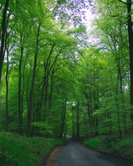 Naklejka premium green forest