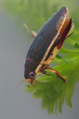 Diving beetle among water plants in pond