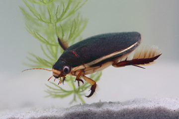 Diving beetle among water plants in pond