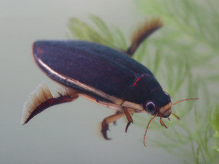 Diving beetle in pond