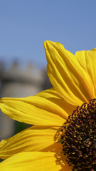 Dubai Miracle Garden