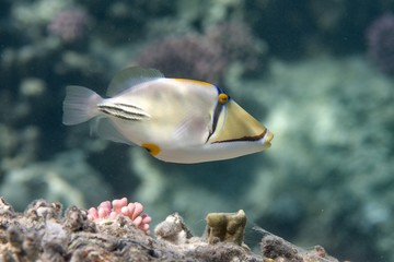Fototapeta na wymiar Arabian Picassofish