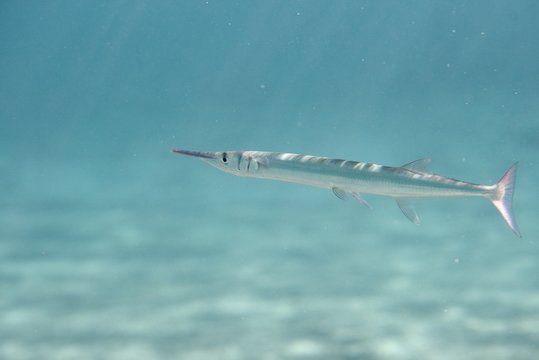 Houndfish