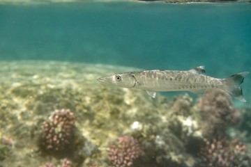 Great barracuda