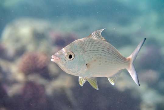 Gerres longirostris