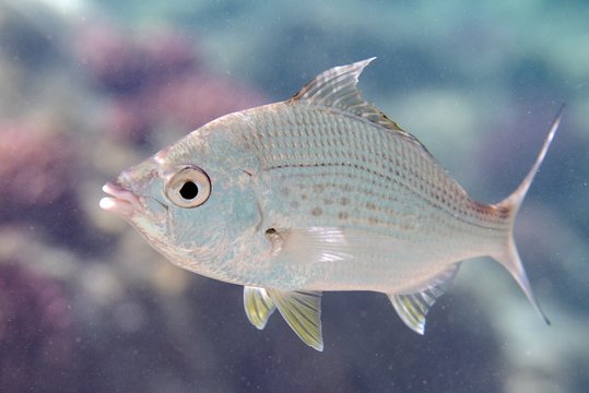 Longtail silver biddy