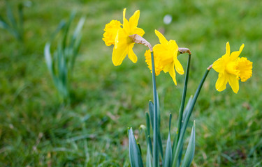 Spring time daffodils growing wild in a public park in rural Norfolk