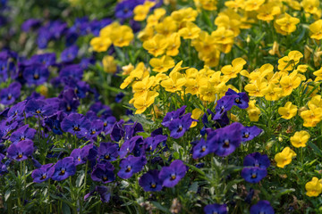 Blue and yellow pansy flowers