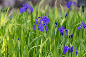 Japanese iris flower,kakitsubata