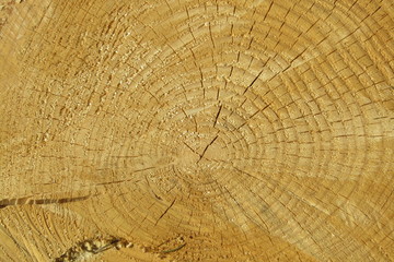 Fototapeta premium cut of a tree