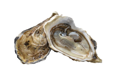  open oyster close-up