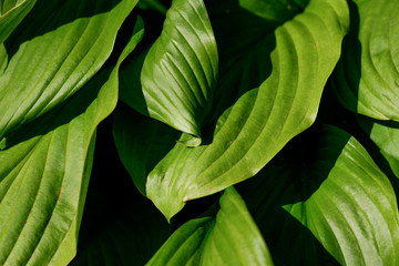 Juicy bright saturated greenery in a rainforest.The large leaves of the flower.