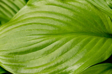 Juicy bright saturated greenery in a rainforest.The large leaves of the flower.