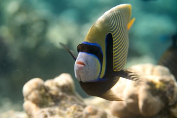 Fototapeta na wymiar Emperor angelfish