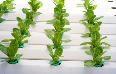 Hydroponic lettuces plant in farm.