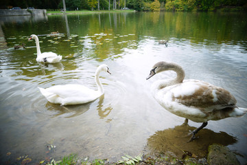 フランスの白鳥