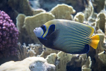 Emperor angelfish