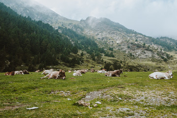 Fototapeta na wymiar Vacas en montaña