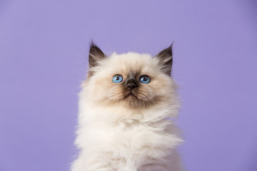 Beautiful Siberian kitten portrait on purple