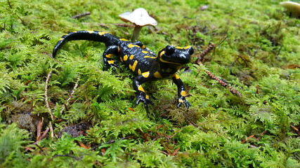 Feuersalamander im Moos 5