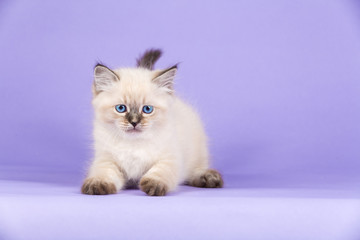 Beautiful Siberian kitten on purple