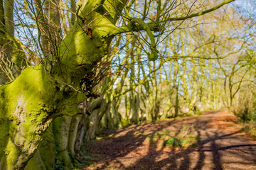 Fototapeta premium Tree lined path along the river bank of the River Bure in Norfolk