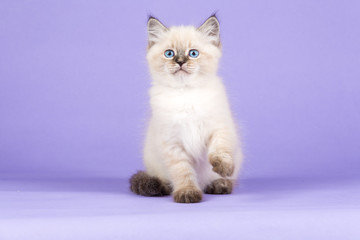Beautiful Siberian kitten on purple