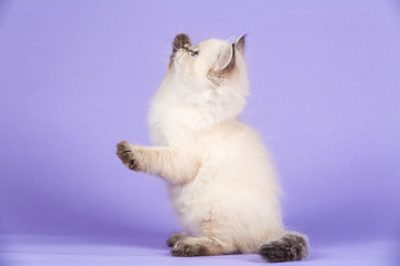 Beautiful playful kitten of pure bred