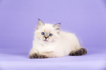 Beautiful kitten of pure bred