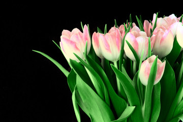 Bouquet of beautiful Tulips flowers on dark background. Card concept