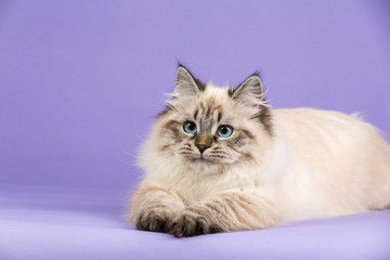 Amazing Siberian portrait cat on purple