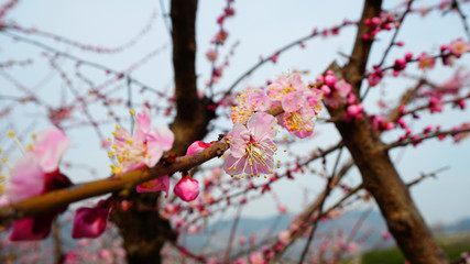 매화