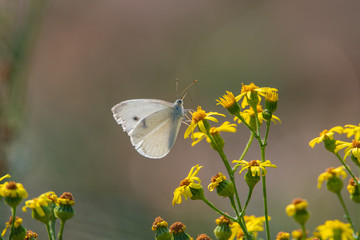 Cabbage White (Pieris rapae) feeding on yellow flowers  